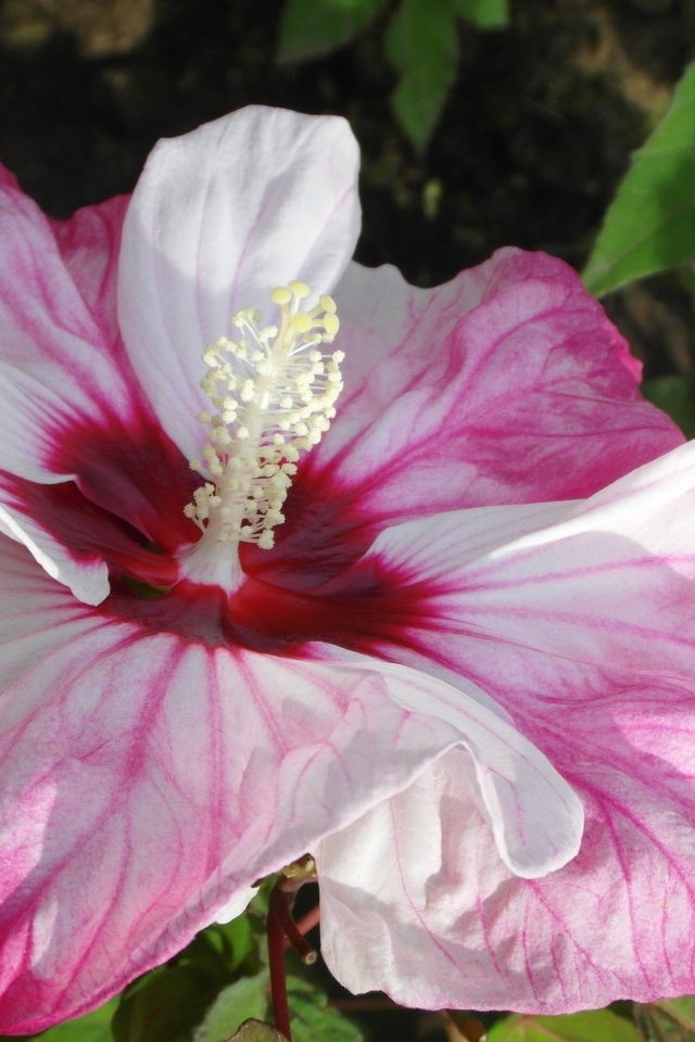 Большой бело-розовый цветок гибискуса