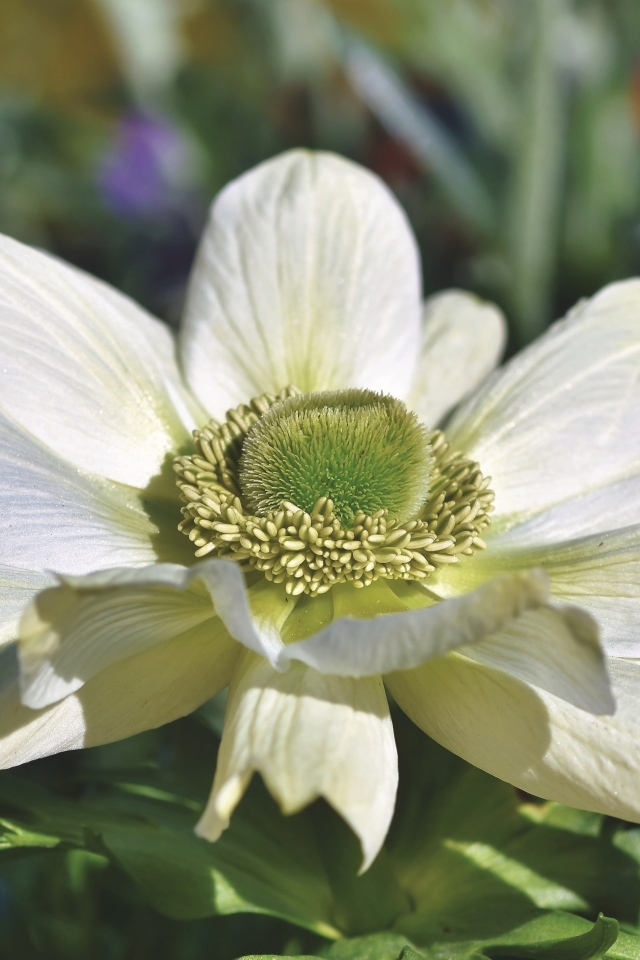 Крупный белый цветок анемона на клумбе
