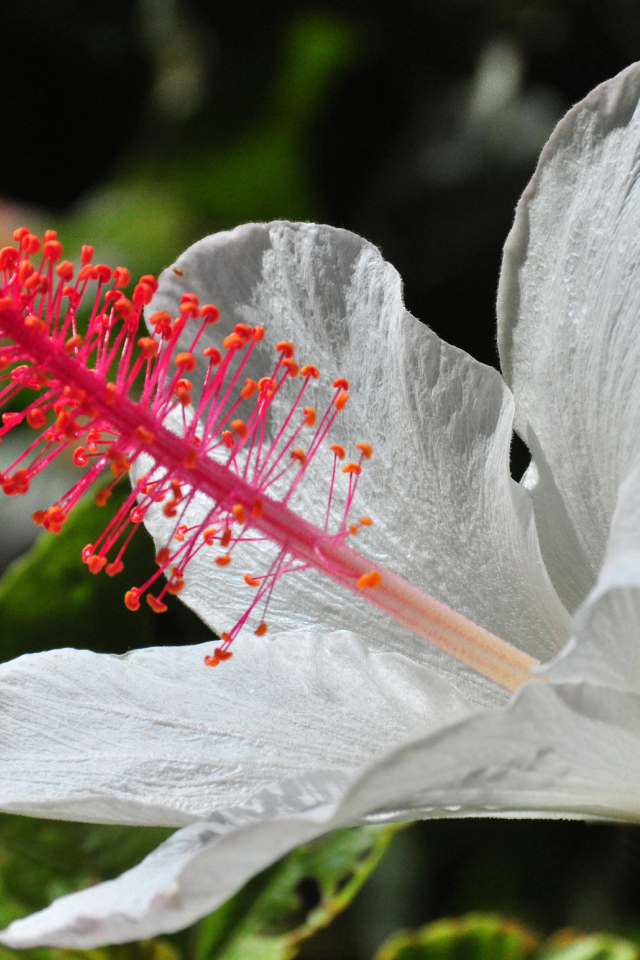 Крупный белый гибискус макросъемка