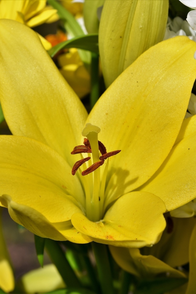 Крупные желтые лилии в букете с хризантемами