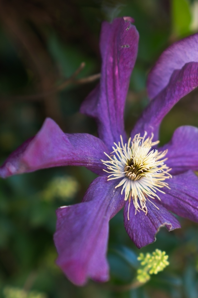 Сиреневый цветок садового клематиса