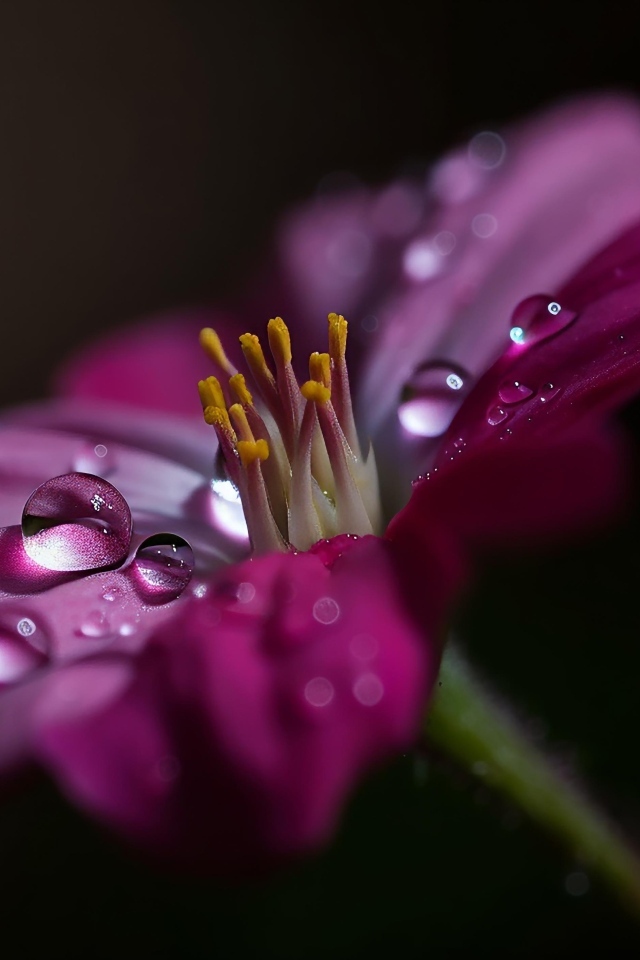 Сиреневый цветок с каплями воды крупным планом