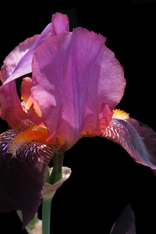 Сиреневый цветок ириса на черном фоне