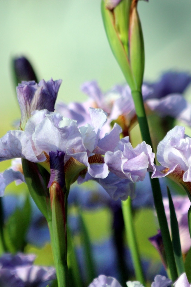 Много синих садовых цветов ириса