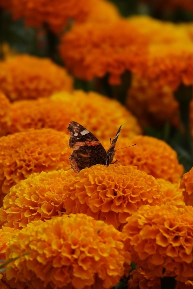 Много пышных ароматных цветов бархатцев с бабочкой