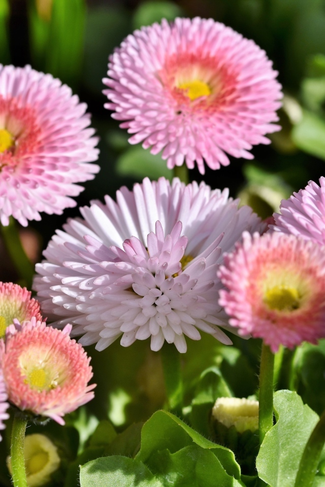 Много розовых маргариток крупным планом