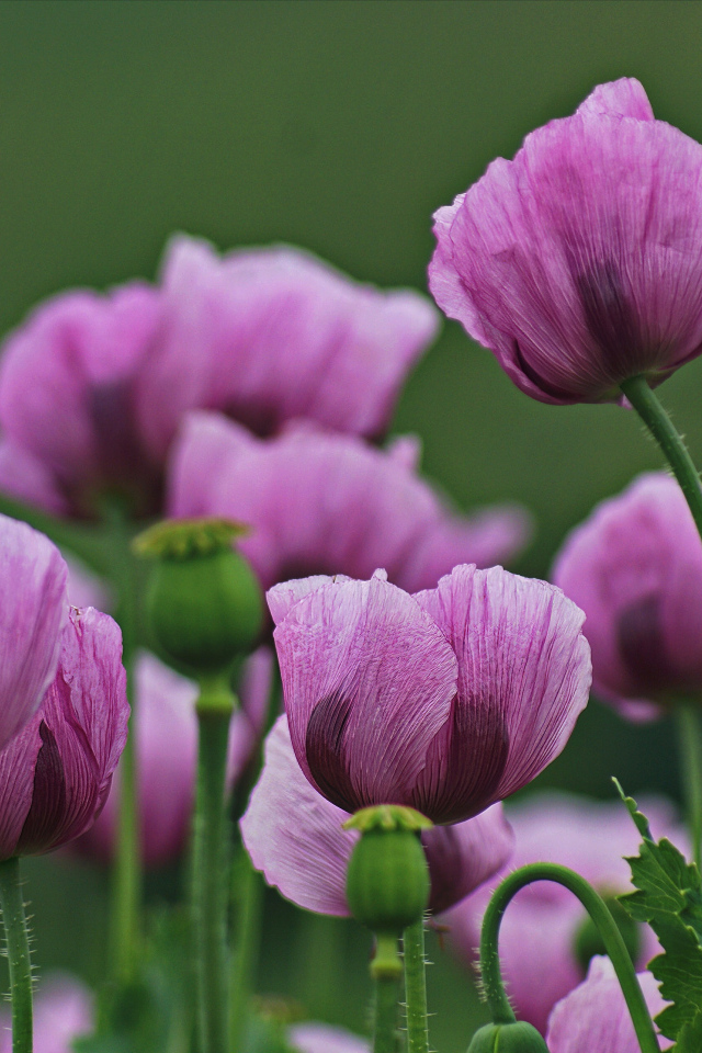 Много розовых маков на поляне