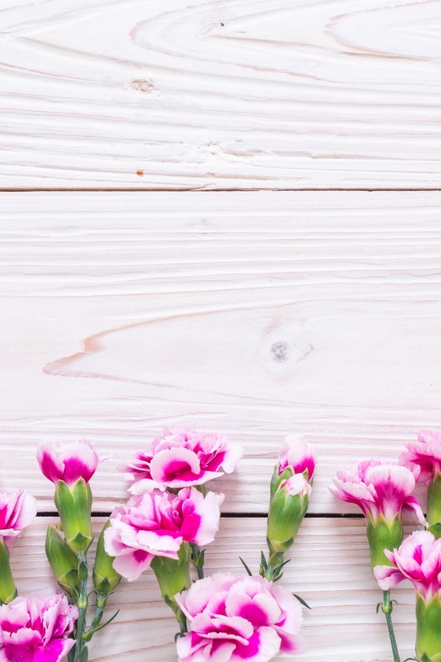 Много розовых цветов гвоздики на деревянном фоне