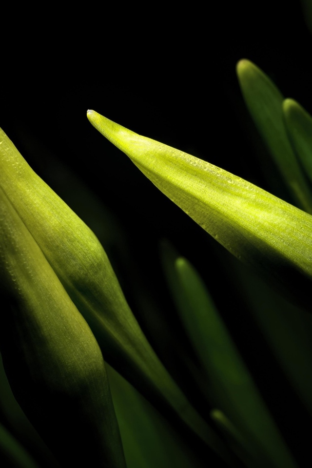 Бутоны нарциссов на черном фоне