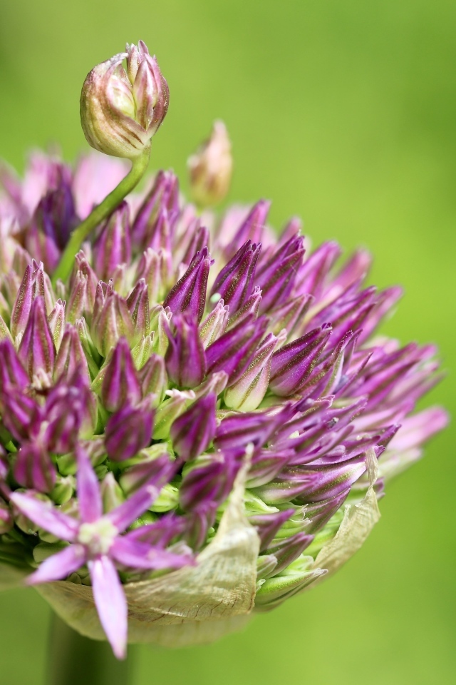 Цветок лука на зеленом фоне