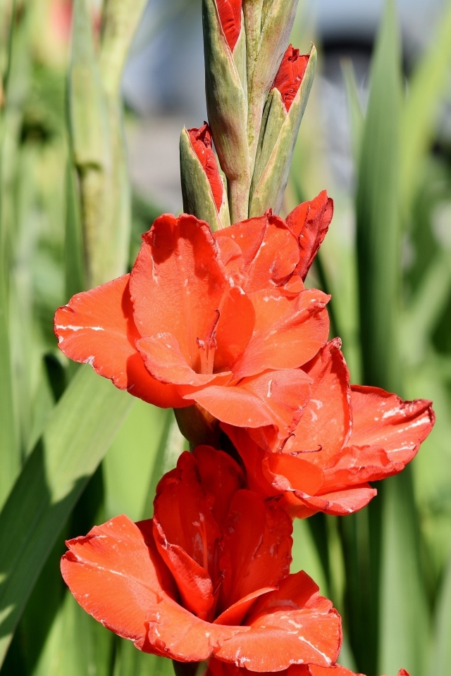 Распускающиеся красные ароматные цветы гладиолуса