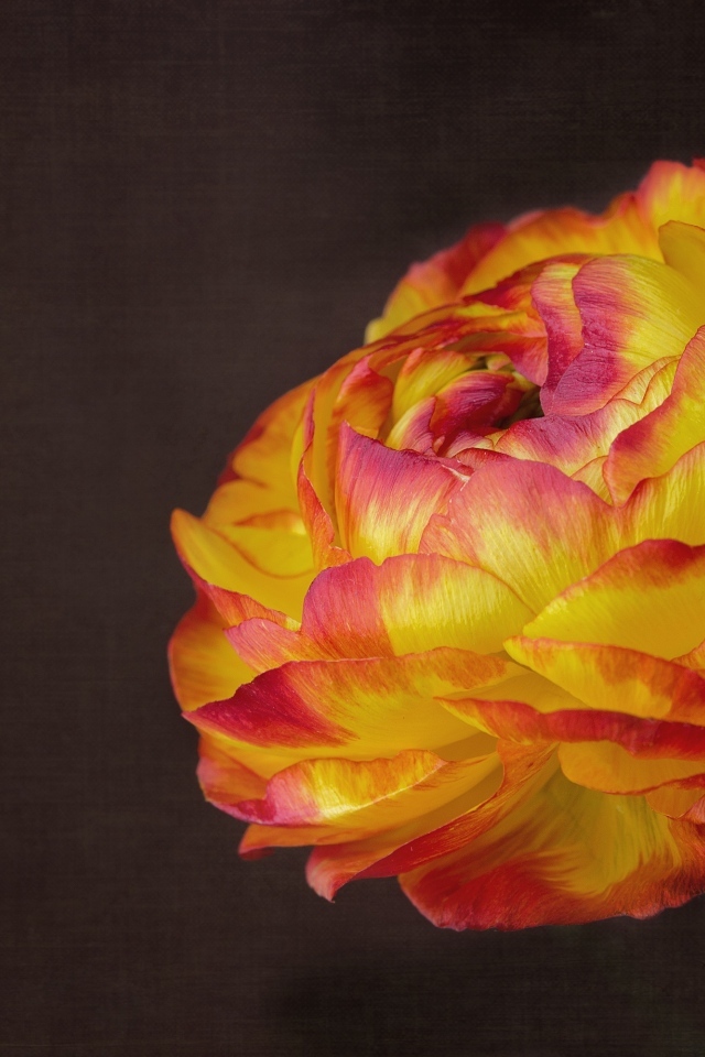 Оранжевый цветок лютика крупным планом на сером фоне