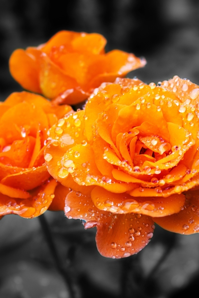 Оранжевые розы в каплях воды