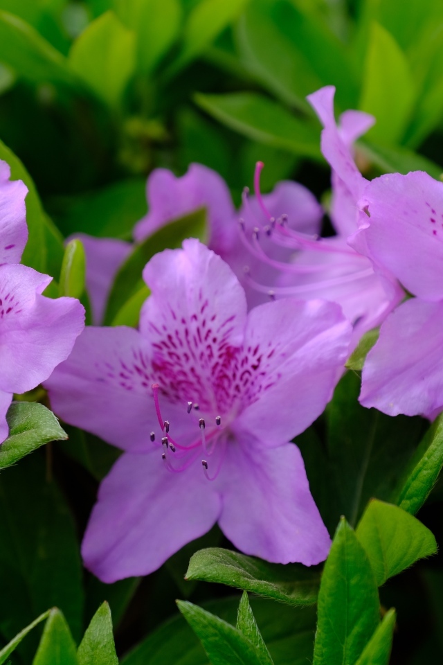 Розовые цветы азалии в зеленых листьях