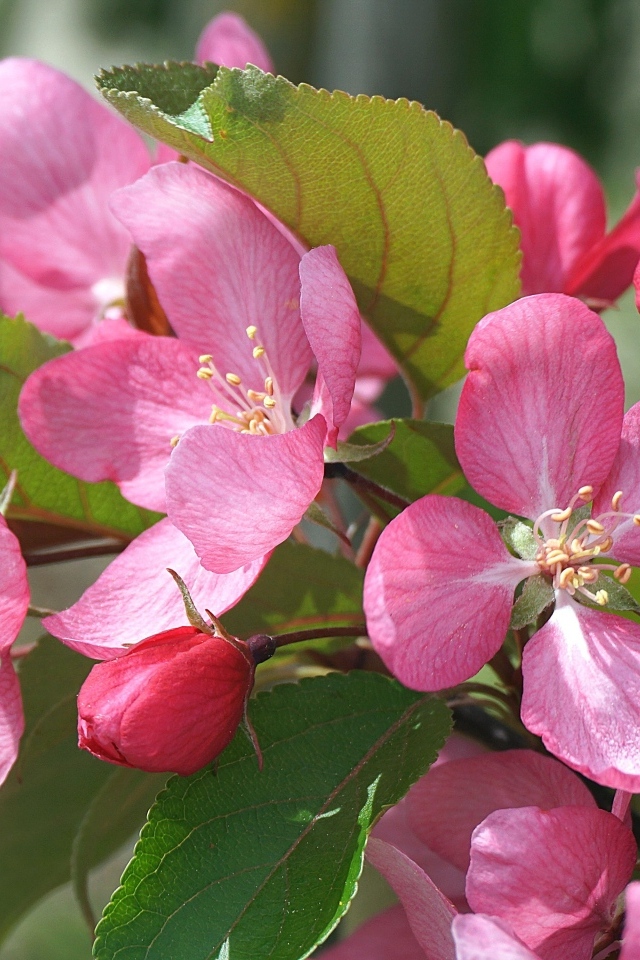 Розовые цветы яблони на дереве весной
