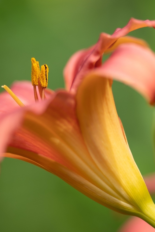 Розовый цветок лилейника на зеленом размытом фоне