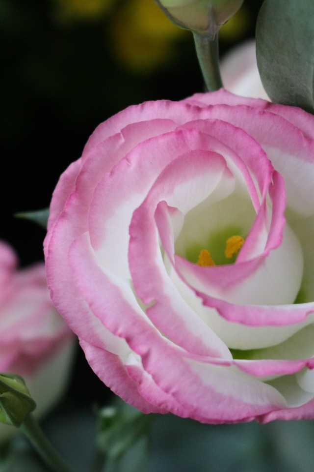 Розовые цветы эустома крупным планом