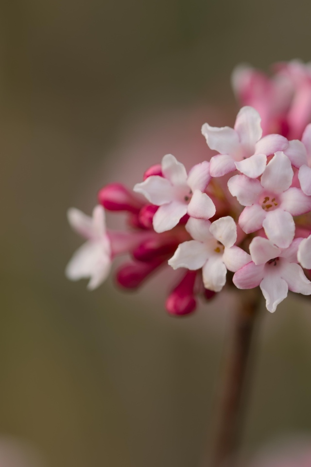 Розовые цветы калины Фаррера