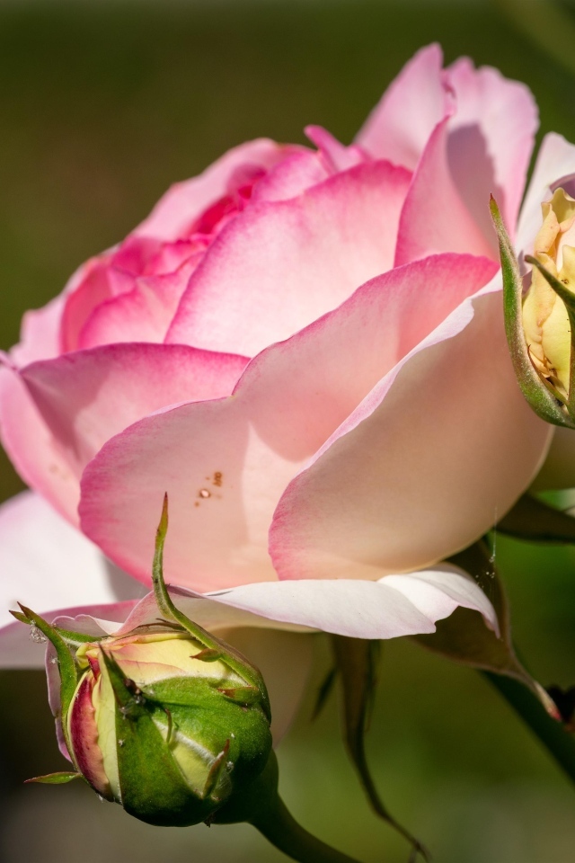 Розовая садовая роза с бутонами в лучах солнца