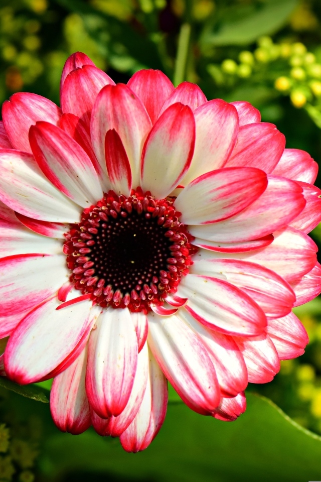 Розовая гербера крупным планом на клумбе