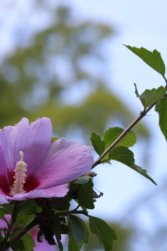 Розовые цветы гибискуса  на клумбе