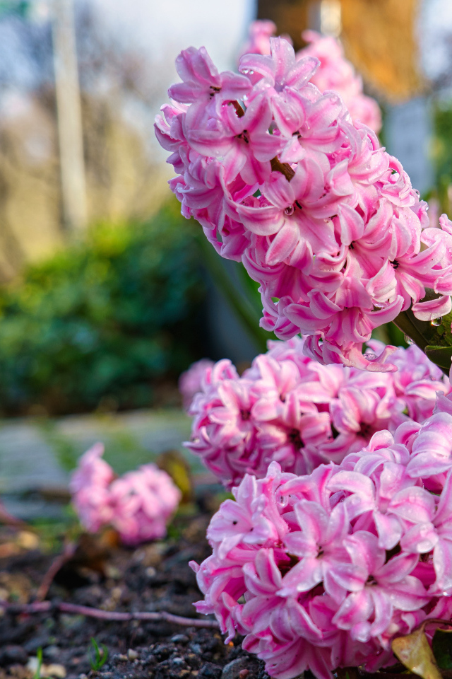 Розовые цветы гиацинта после дождя