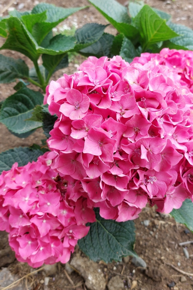 Розовая гортензия в саду на клумбе