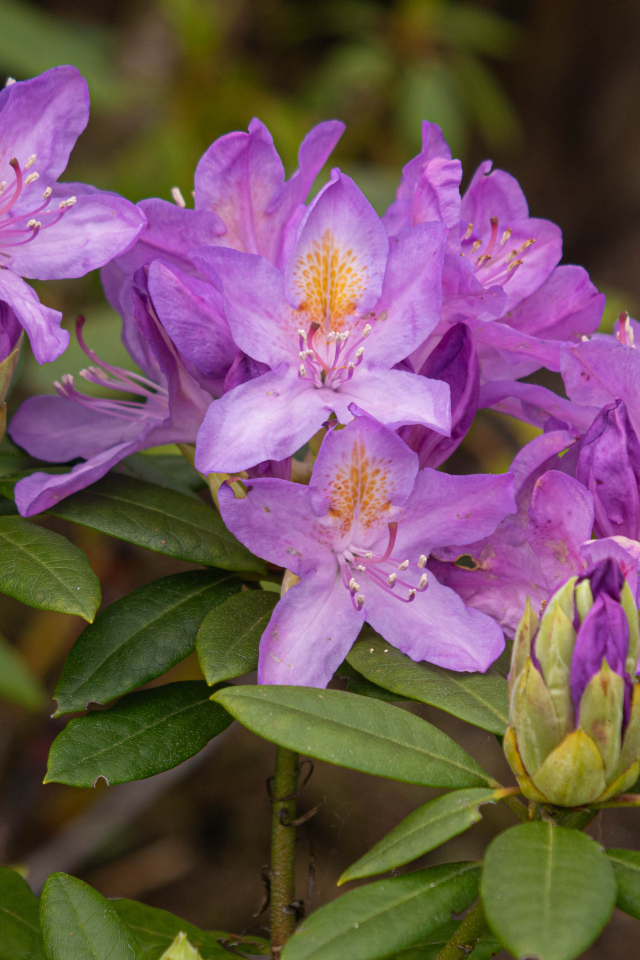 Розовые комнатные цветы рододендрон