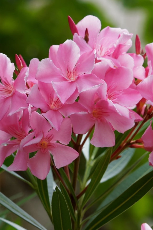 Розовые цветы олеандр крупным планом