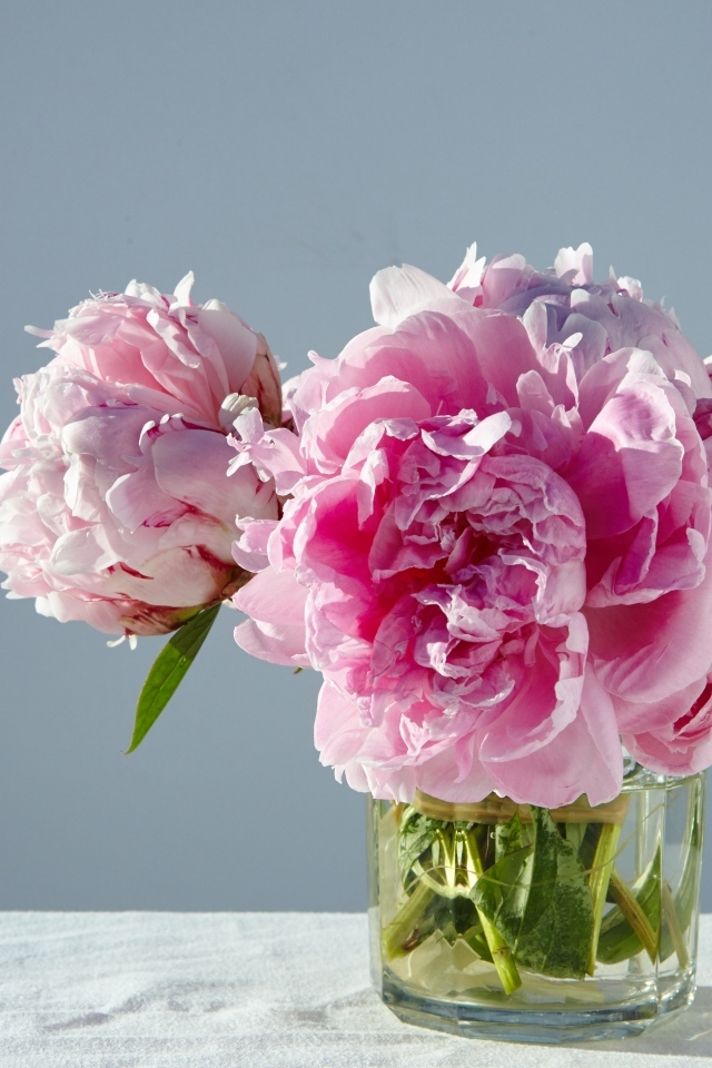 Розовые пионы в стакане на столе