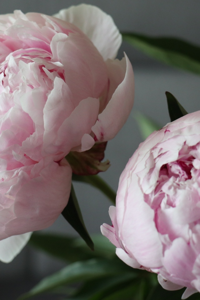 Розовые пионы в комнате крупным планом