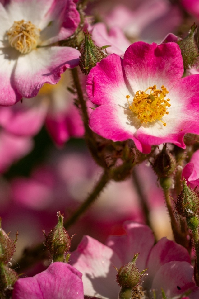 Розовые цветы шиповника крупным планом