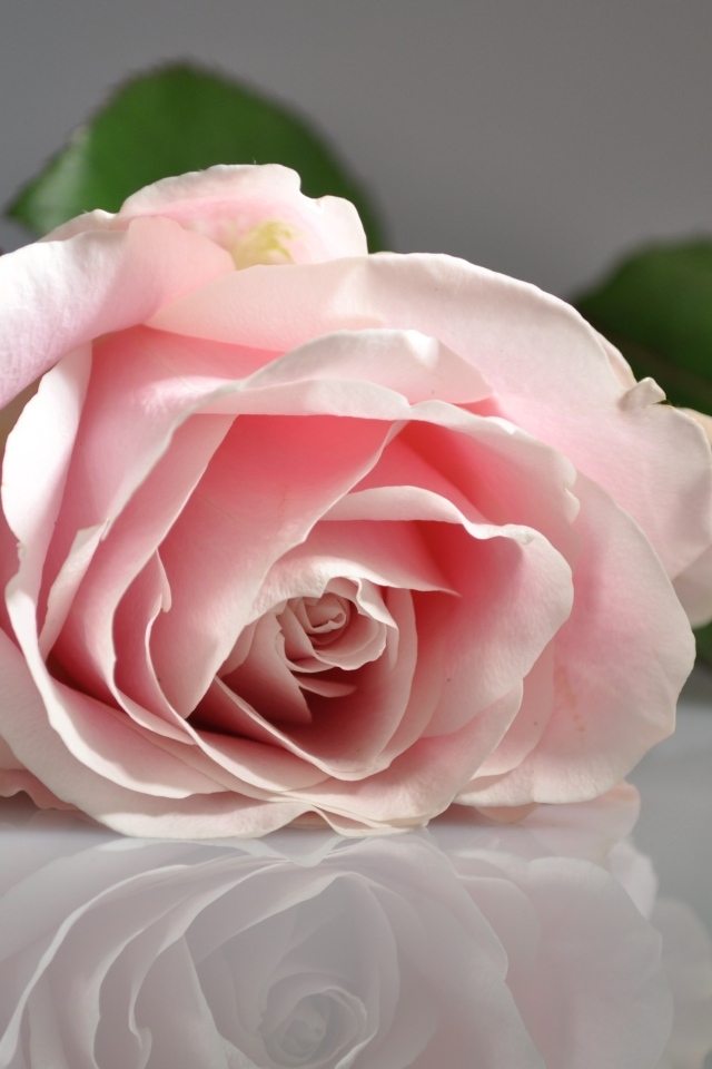 Розовая роза отражается в серой поверхности