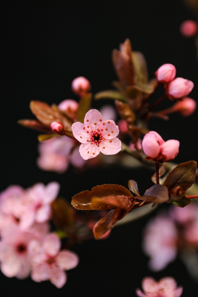 Розовые весенние цветы на ветках на черном фоне