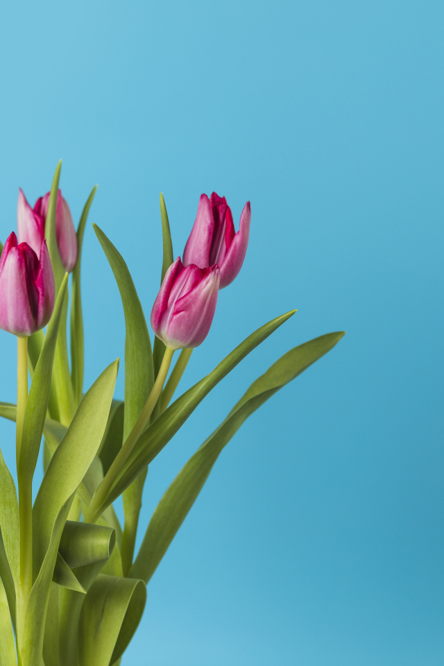Розовые тюльпаны в вазе на голубом фоне