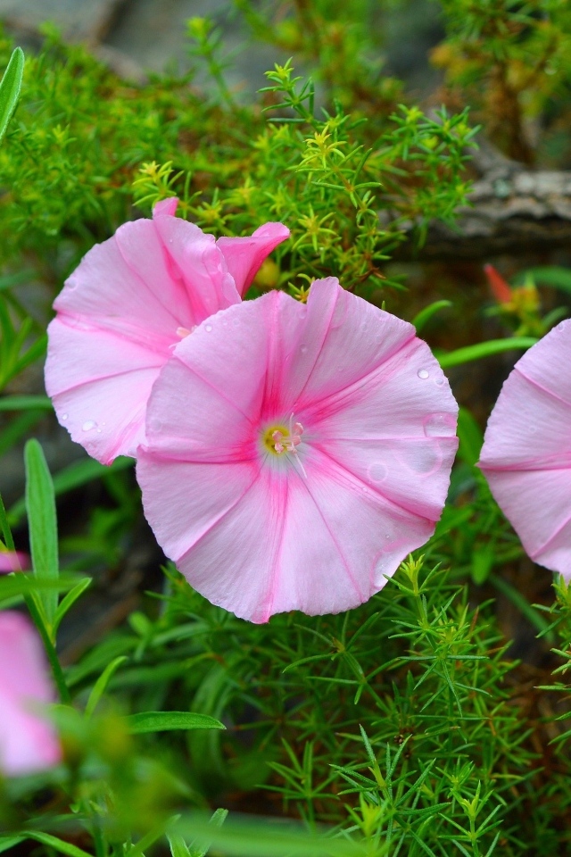 Розовые полевые цветы в зеленой траве