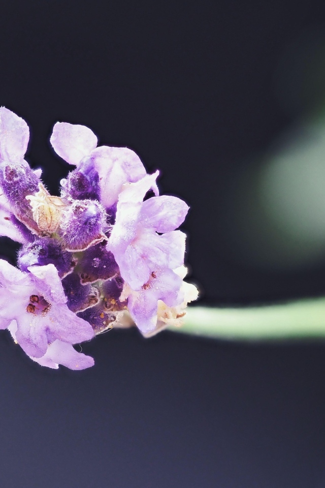 Розовый полевой цветок крупным планом