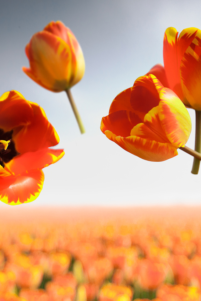 Сорванные цветы тюльпана в воздухе