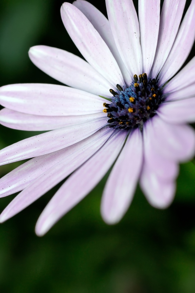 Фиолетовый цветок остеоспермум крупным планом