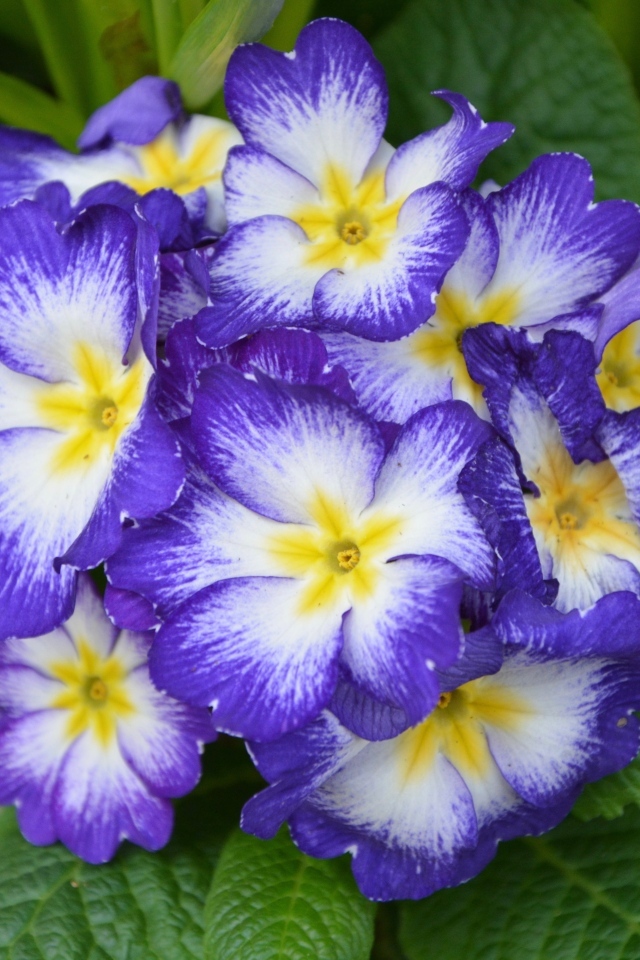 Фиолетовый комнатный цветок примула крупным планом