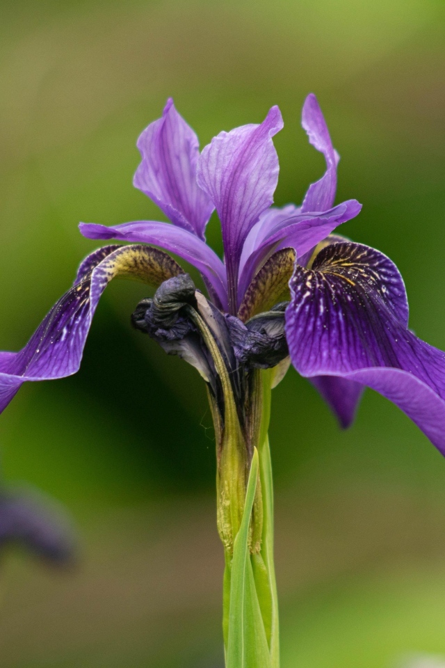 Фиолетовый цветок ириса крупным планом