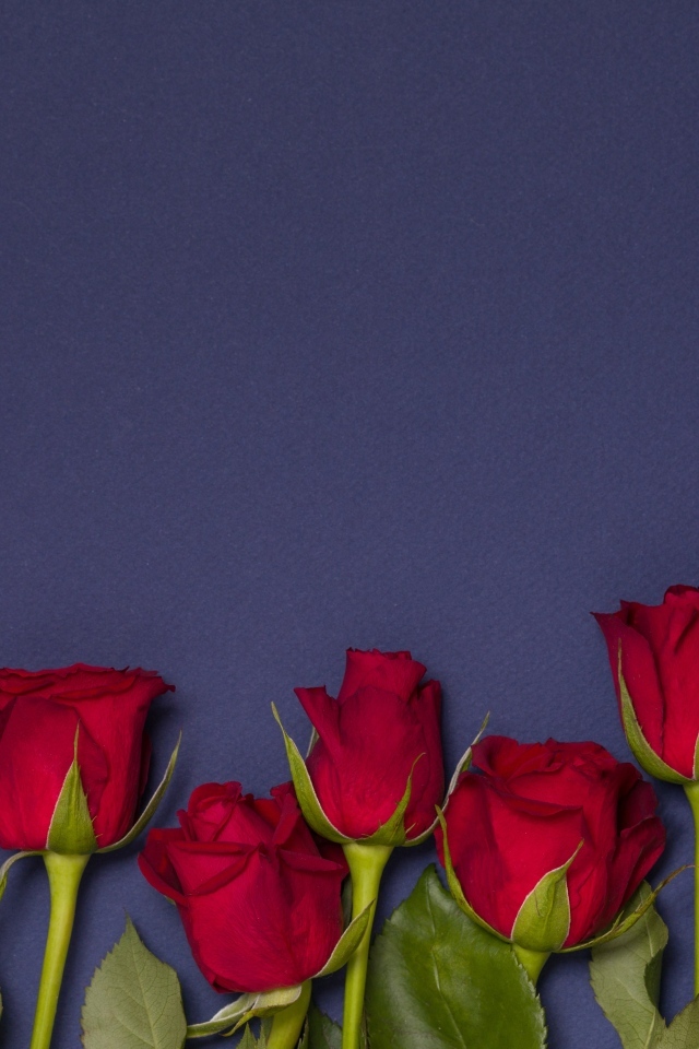 Красные английские розы на синем фоне