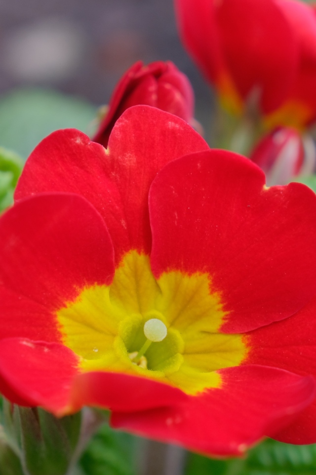 Красный комнатный цветок примула с бутонами