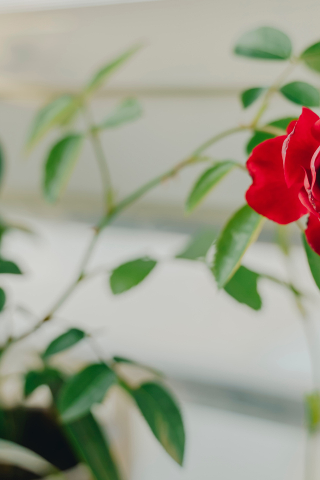 Красный цветок комнатной розы