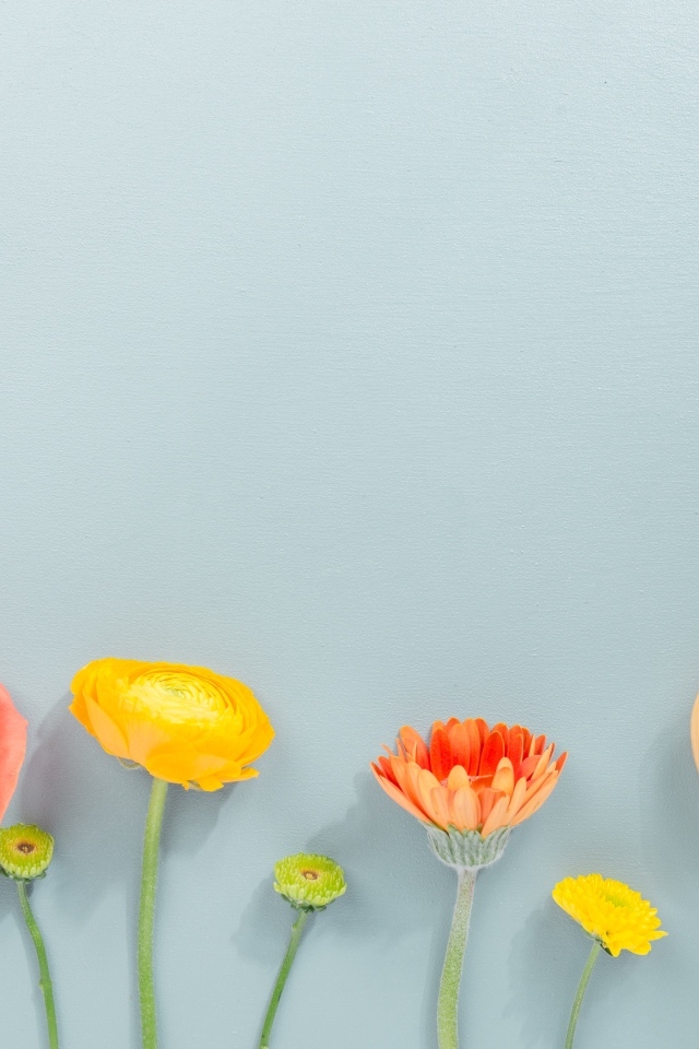 Роза, герберы и тюльпан на сером фоне