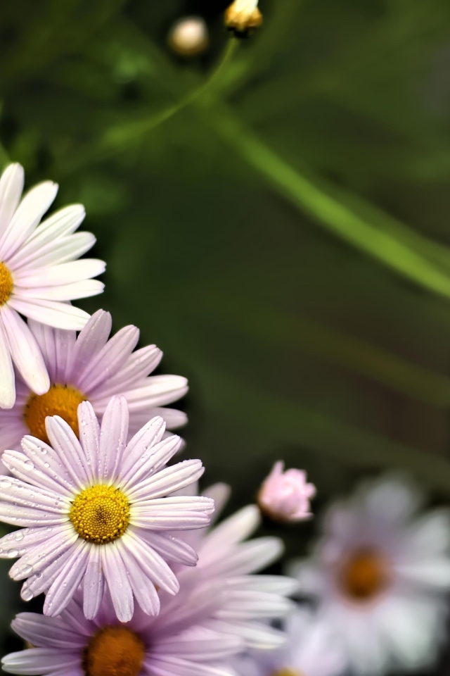 Маленькие белые ромашки для фона