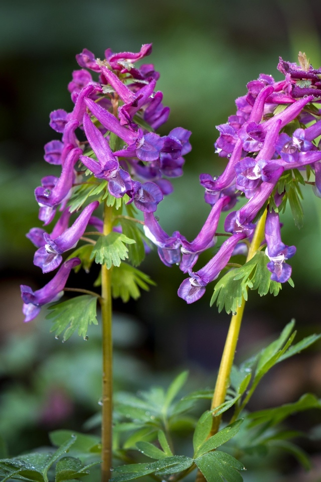 Первые весенние лесные цветы