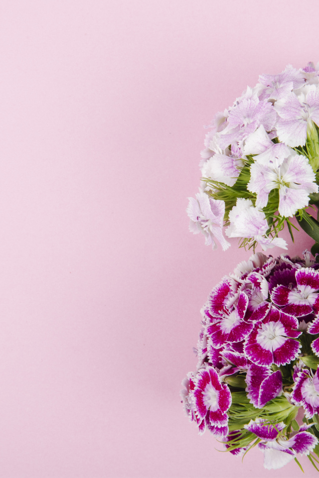 Цветы турецкой гвоздики на розовом фоне