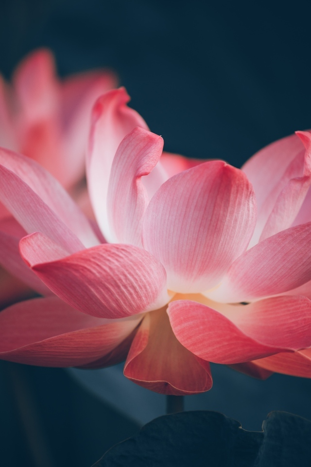 Два нежных цветка розового лотоса