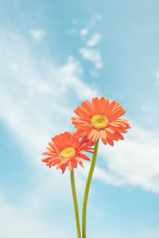 Два цветка герберы на фоне неба
